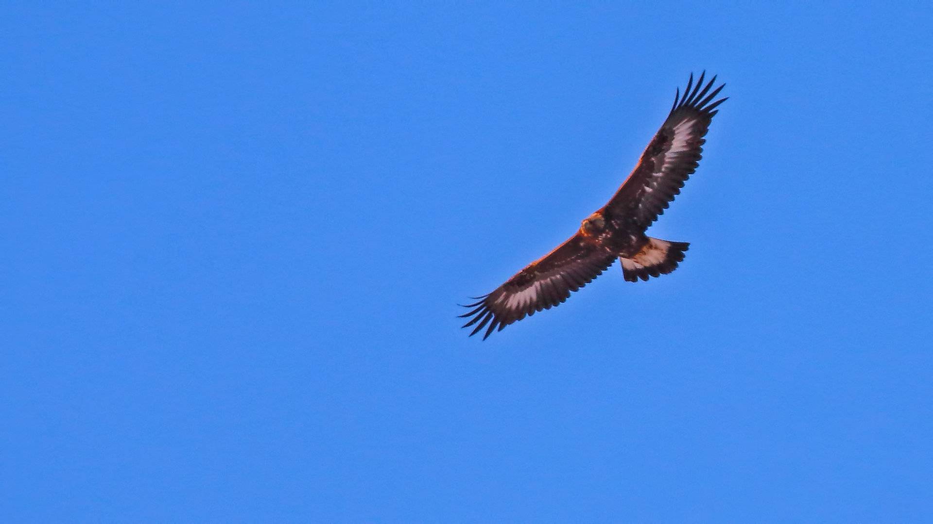 Golden Eagle